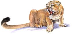 Cougar