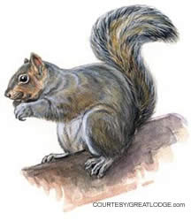 Gray squirrel