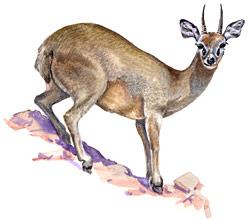 Klipspringer