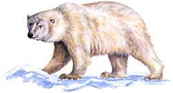 Polar bear