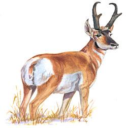 Pronghorn