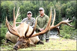 Bull elk