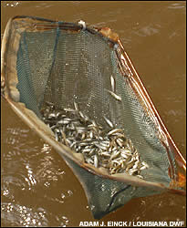 Bass stocking