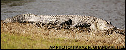Florida alligator