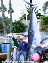 Mako shark