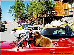 Tahoe black bear cub