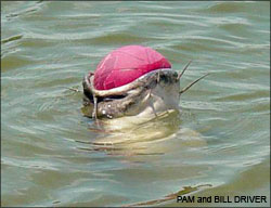 Catfish water polo