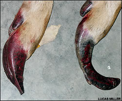 Long hooves