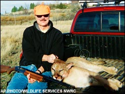 Mountain lion