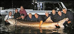 Mammoth sturgeon