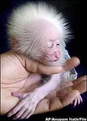 A week-old stump-tailed macaque 