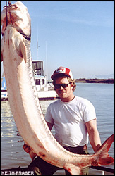 Sturgeon