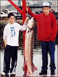 Sturgeon