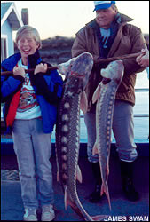 Sturgeon