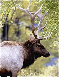 Elk