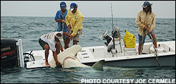 World-record hammerhead shark