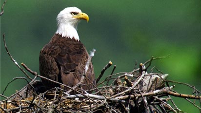 Bald eagle