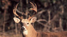 Deer Camp