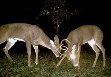 Undercover omnivore