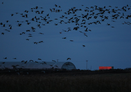 Duck Trek 2009