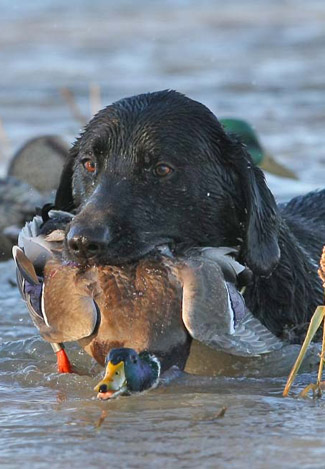 Live duck hunt