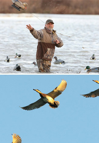 Live duck hunt