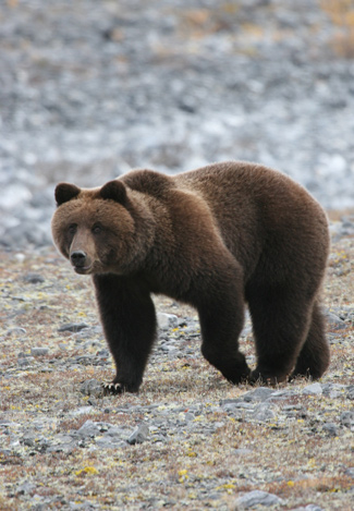 bear