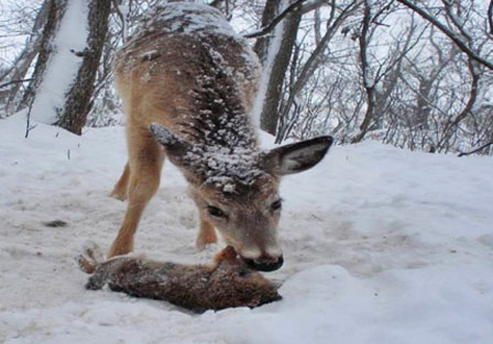 deer eating meat outdoors eat winter espn disease squibb rabbits pete courtesy 2009 digest wildlife sports index go