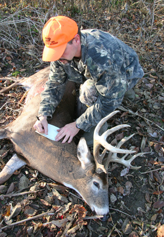 Indiana buck