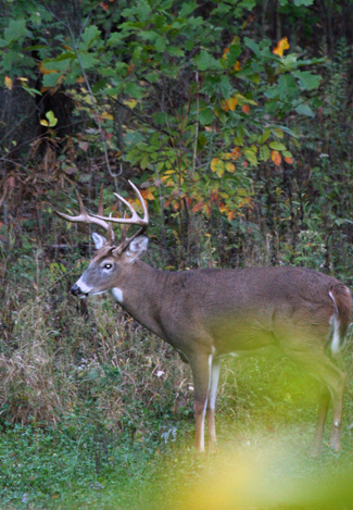 Indiana buck
