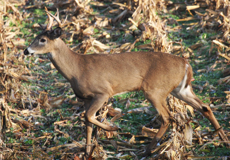 Indiana yearling