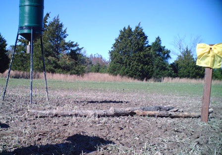 Wildlife Cam, Nov 3