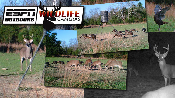 Wildlife Cameras