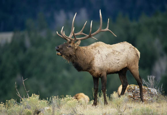 Bull elk hunting tips