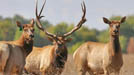 RMEF Elk Camp