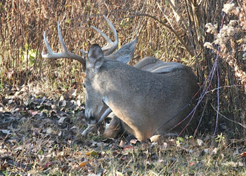 QDMA
