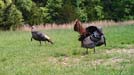 Wildlife Cameras