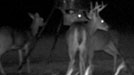 Wildlife Cameras