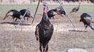 Wildlife Cameras