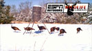 Wildlife Cameras