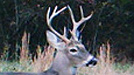 Wildlife Cameras