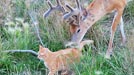 urban deer hunt