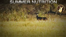 deer nutrition qdma