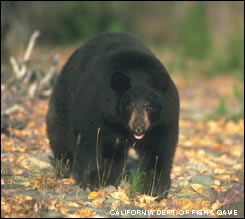Black bear