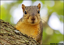 Squirrel