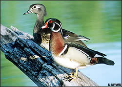 Wacky bird
