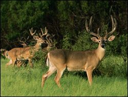 Whitetail deer