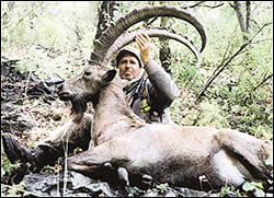 Asian ibex