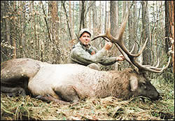 Maral stag