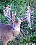 Lovstuen buck